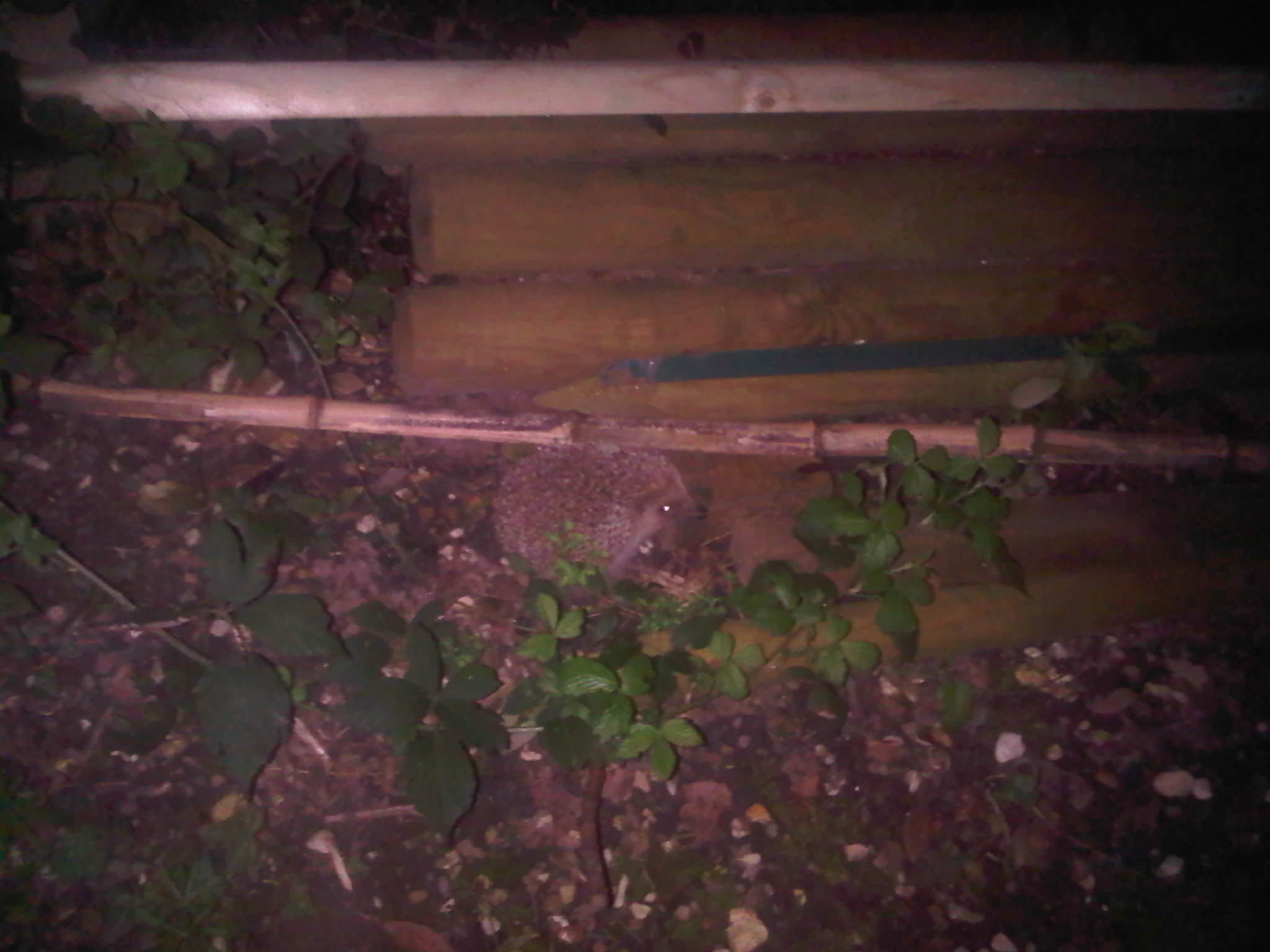 IMG00144-20110405-2222