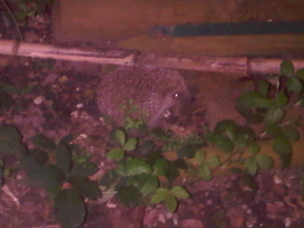 IMG00145-20110405-2223