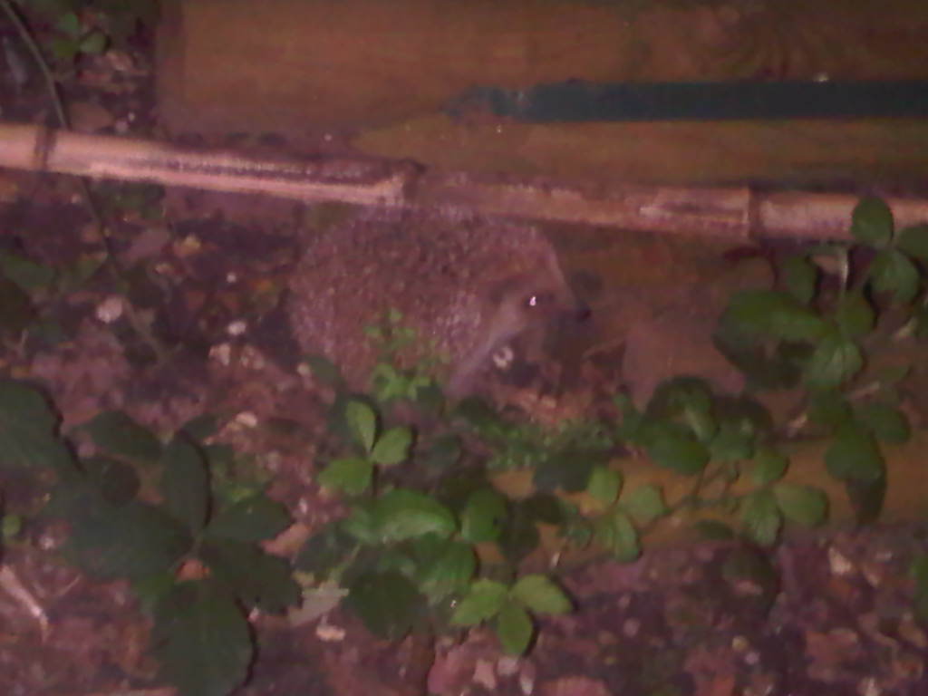 IMG00146-20110405-2223