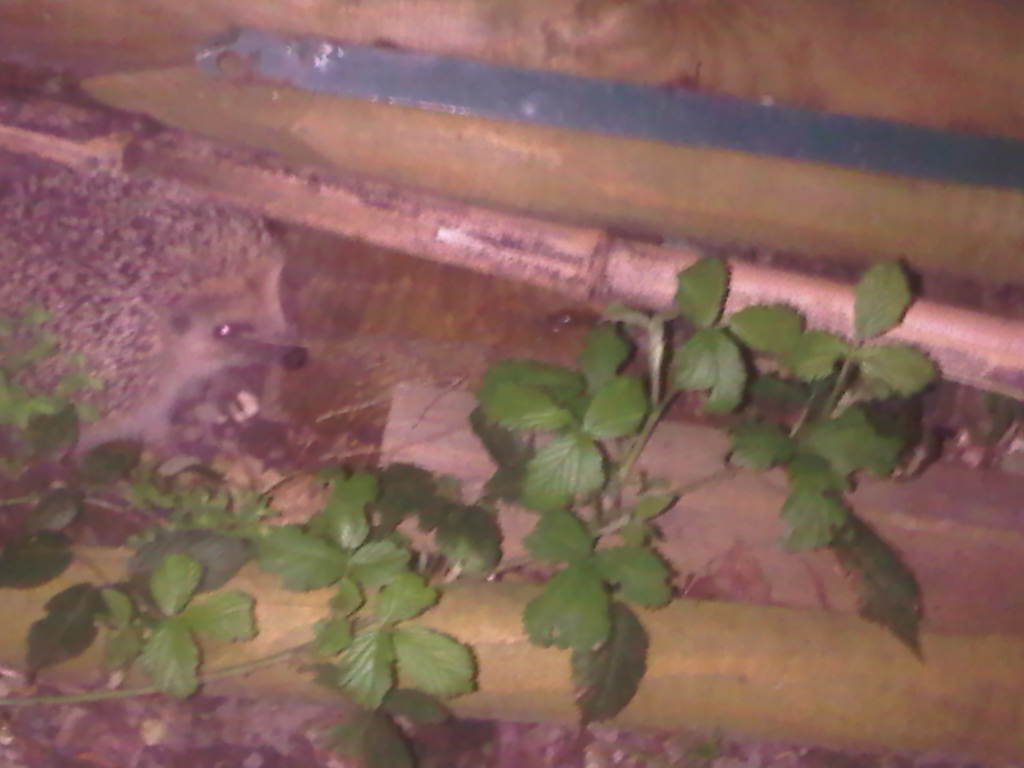 IMG00147-20110405-2223