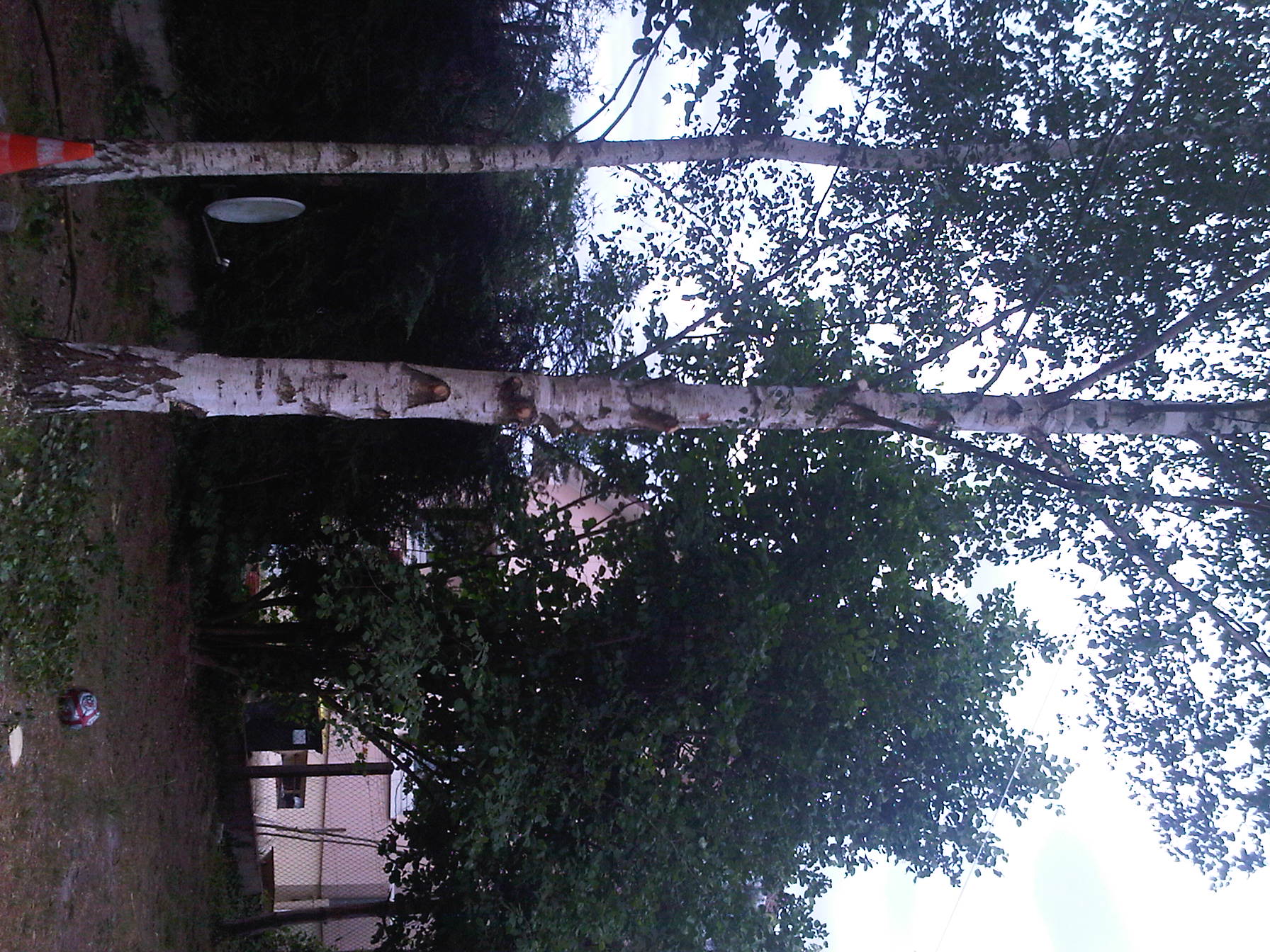 IMG00197-20110526-1616